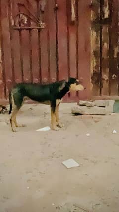 Rottweiler dog for sale