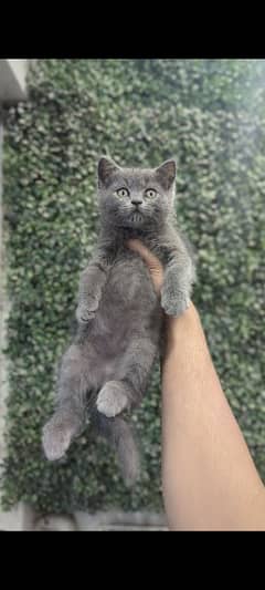 British Shorthair Male kitten available