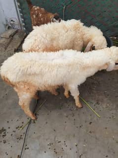 dumba Jori for sale