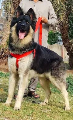 alsheision bhagyary male age 10 month sequrty ful train for sale