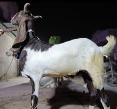 bakra