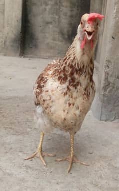 4 Hens Hain Aur Aik Murga Hai Hens Ande dene wali hain