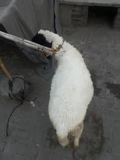 Desi chatra for qurbani 9 month age ha ph no 03244162806