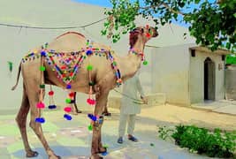 Camel