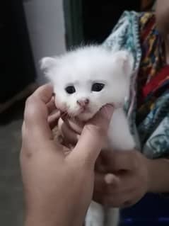 Persian