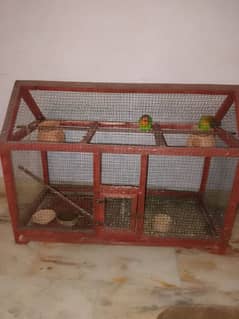 lovebird
