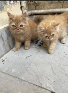 persian kitten cat