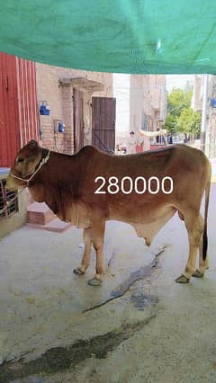 Qurbani k lia | Bull | cow | Bachra for sale
