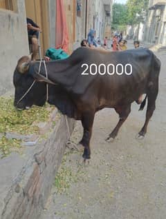 Qurbani k lia | Bull | cow | Bachra for sale