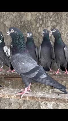 pigeon