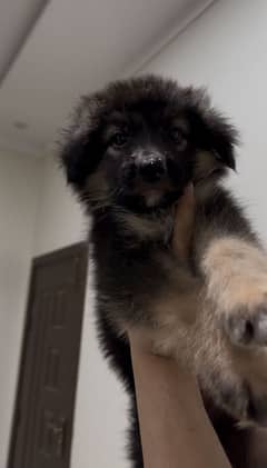 German