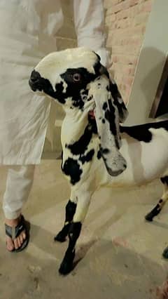2 bakaray 7month urgent for sale