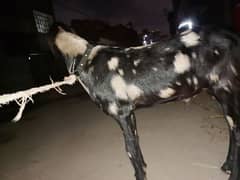 Bakra