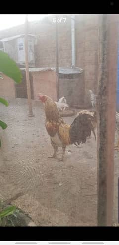 Desi Baangi
