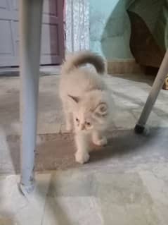 persian