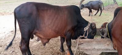 2 dant qurbani
