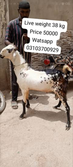 Bakra | goat | Bakra for sale | goat for sale