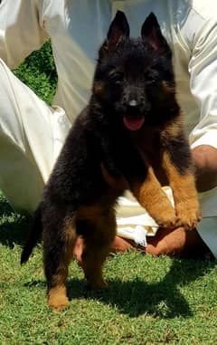 German Shepherd Long Coat Puppies For Sale