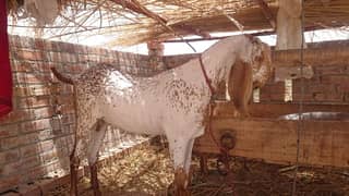 Makkhi Chhina Bakra for sale 03477484596 call wahtasp