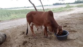 Qurbani