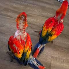 red macaw parrot cheeks for sale 03=08=79=51=835