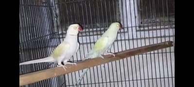 Birds