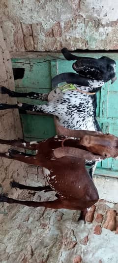 Pure Desi Makhicheeni Bakray For sale .