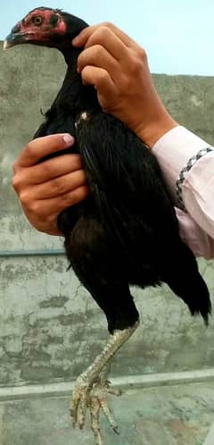 Thai crass Chicks/Aseel