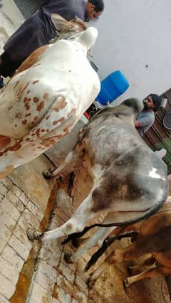desi wacha qurbani bull waira