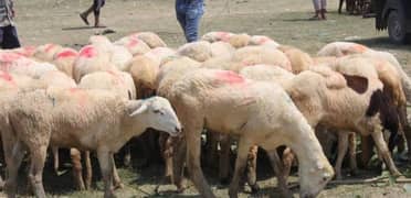 chatra for qurbani for sale