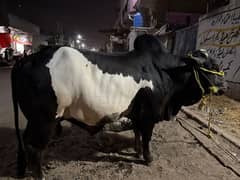 Cow Stock For Sale Qurbani