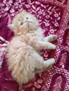 Himalayan