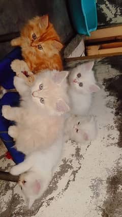 kittens selling