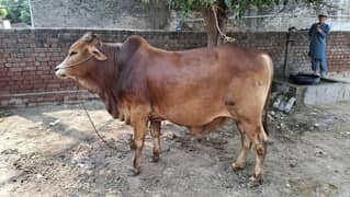 bachra
