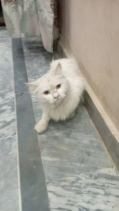 2 cat for sale