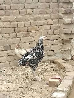 Aseel Hens For Sale