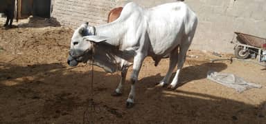 2 danth bachra