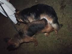 German Shepherd for