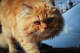 male cat sale golden color