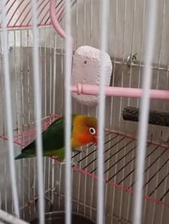 Love Bird