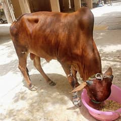 2 daat ka bachra