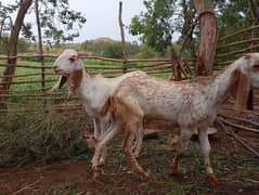 2 dant khasi bakray