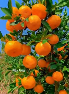 oranges orchard for sale