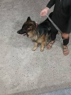 11 month age
