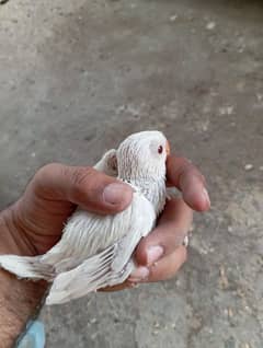 pallid turquoise Ringneck chicks