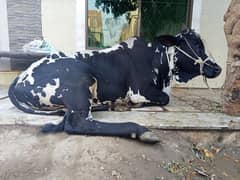 wachay , bull, cow, qurbani