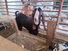 Qurbani