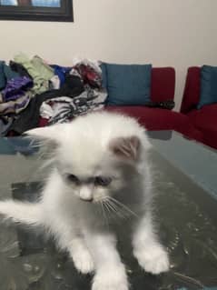 Triple coated Persian kitten