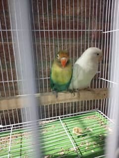 love birds for sale
