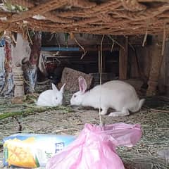 White Albino Rabbits